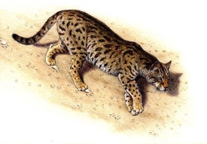 Reconstruction of the Miocene Felid from Salinas, based on the trackway measurements