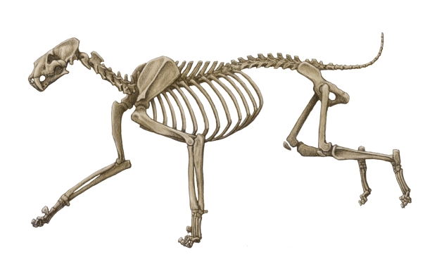 3-47-Homotherium-latidens-Skeleton