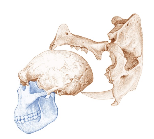 dmanisi-homo-megantereon-skulls-low-res.jpg?w=604&h=545
