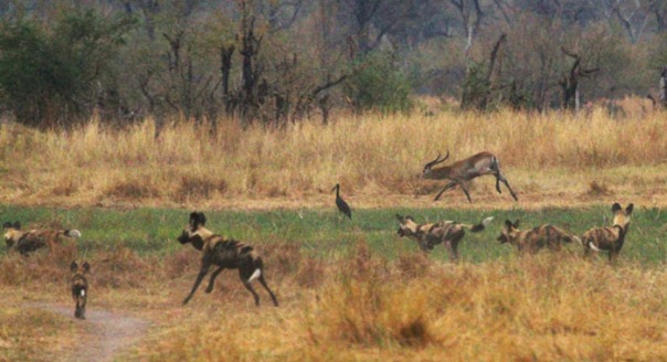 Hunting wild dogs