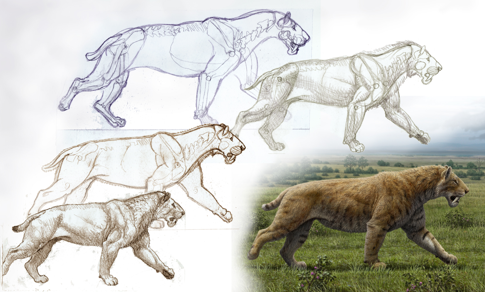 Smilodon vs Ligre Sequence-smilodon-populator-gallop-baja