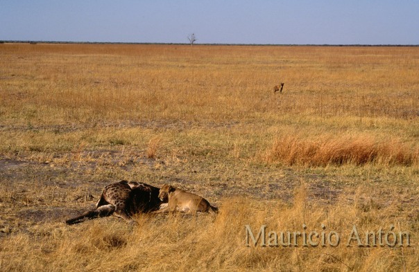 savuti leona jirafa hiena