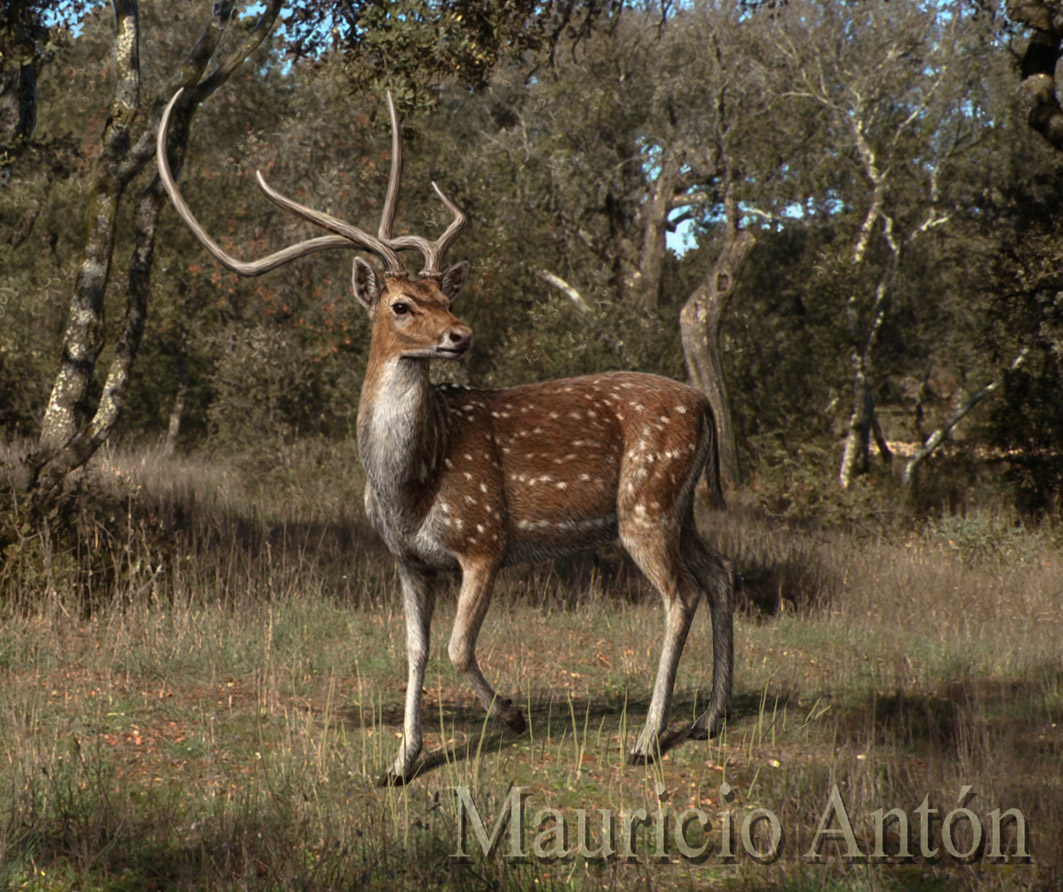 Denizens of Madrid's Pleistocene Woods: the deer Haploidoceros | chasing  sabretooths