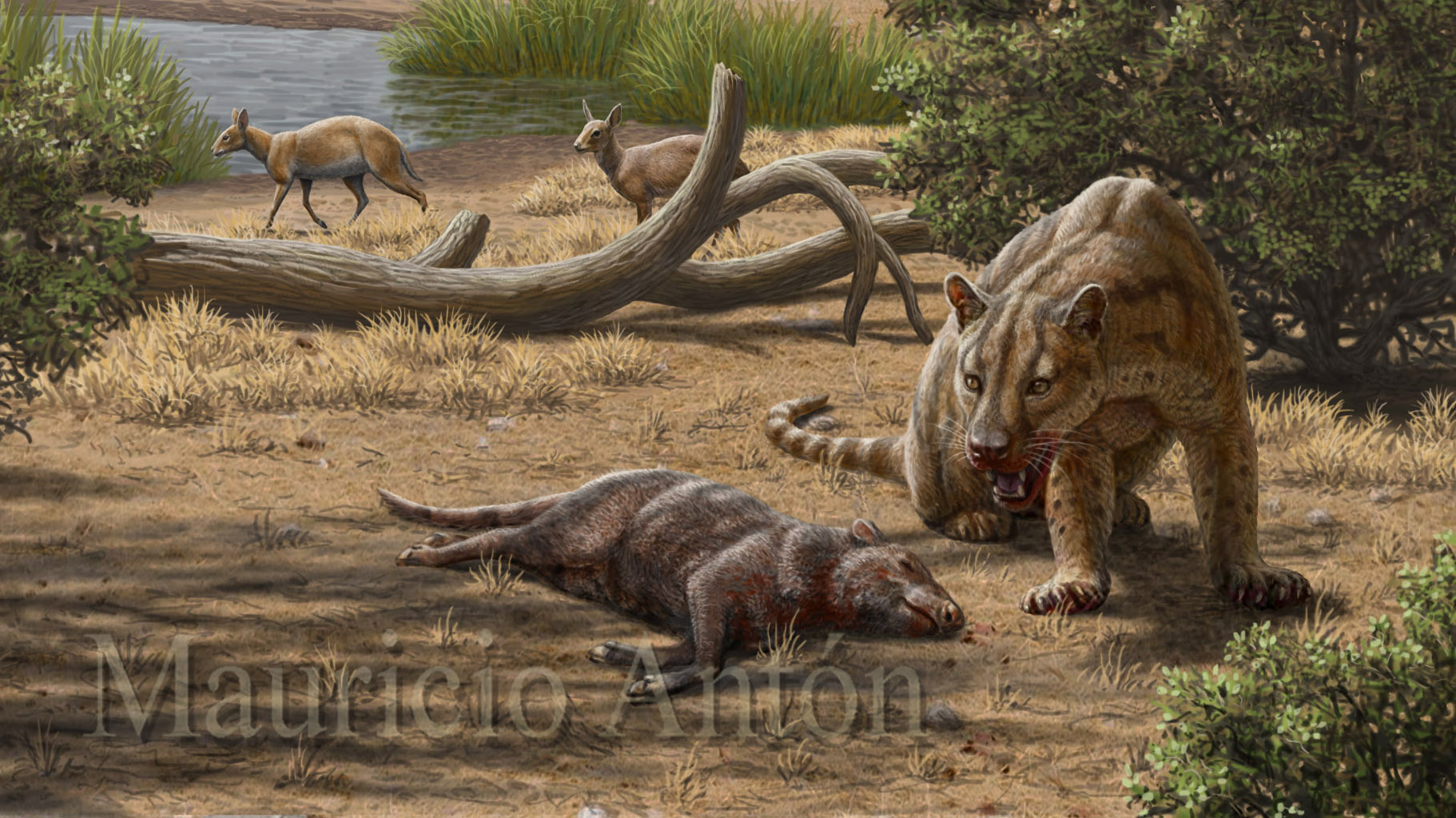The Prince of Spanish Oligocene predators: Dinailurictis | chasing  sabretooths