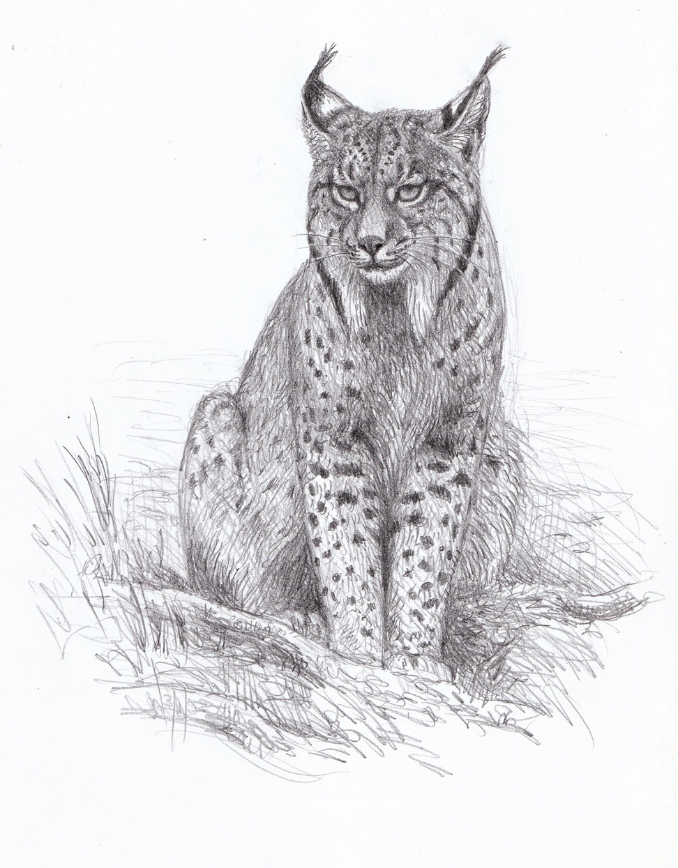El gato getting familiar with the Iberian Lynx